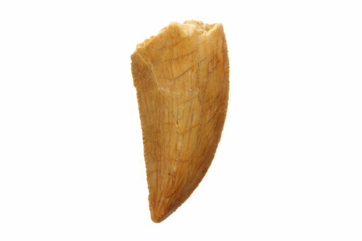 Serrated, Raptor Tooth - Beautiful Preservation #86052